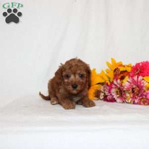 Beatrixx, Mini Goldendoodle Puppy